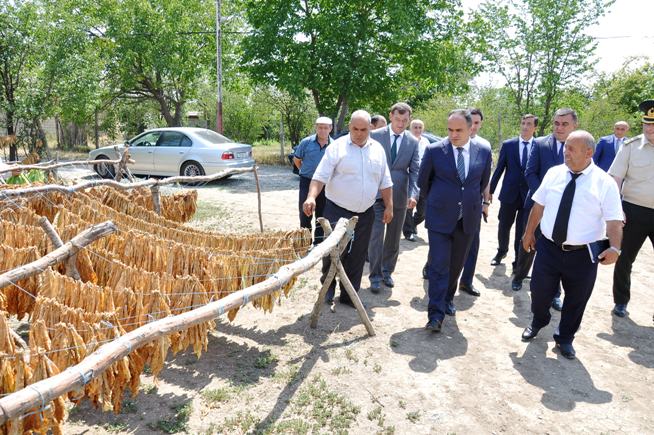 İcra başçısı tütün tədarükü ilə tanış oldu