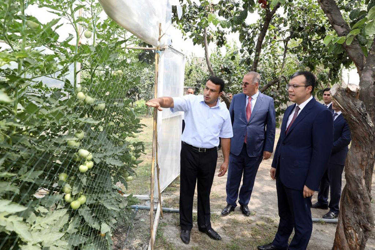 Sahil Babayev Göyçayda təsərrüfatlara baxış keçirdi