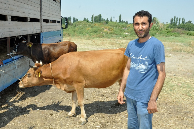 132 ailəyə mal-qara verildi