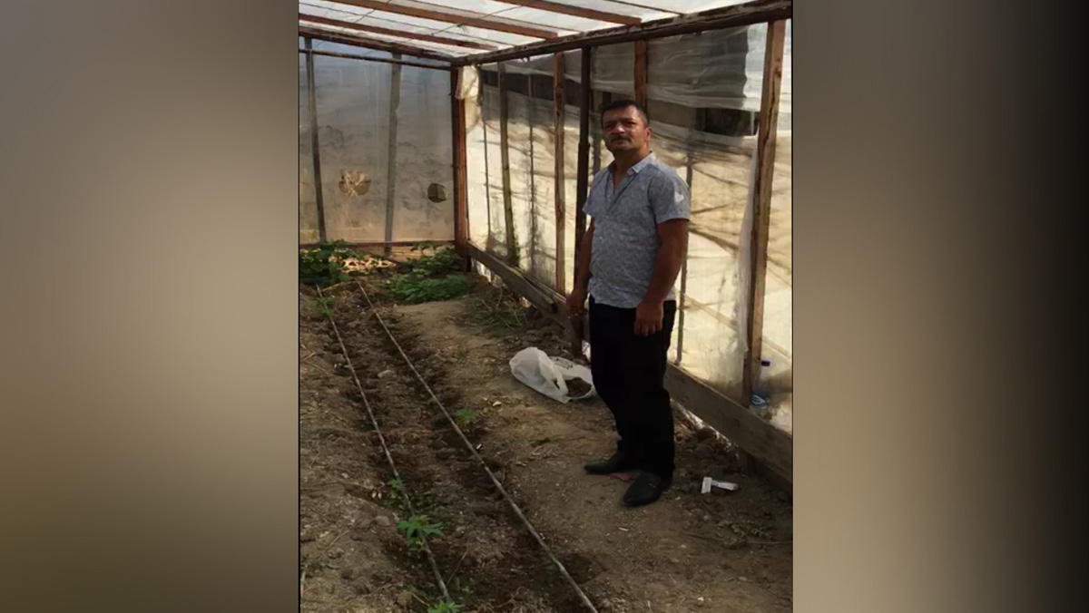 İstixanada çətənə yetişdirirdi, tutuldu - FOTOLAR