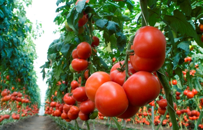 Azərbaycan neftdən sonra ən çox gəliri pomidordan götürür – İxrac STATİSTİKASI