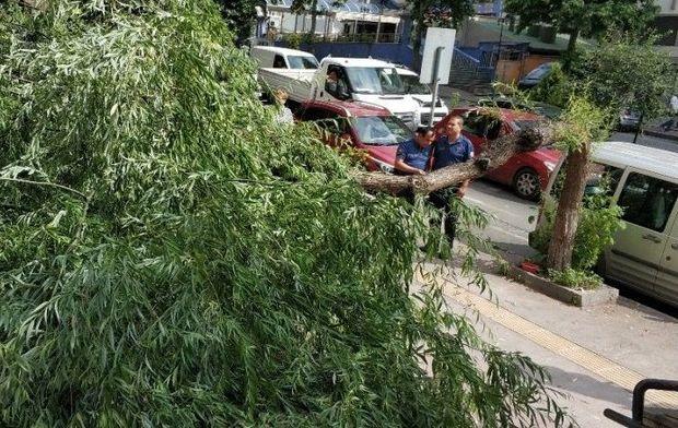 Sumqayıtda 10 yaşlı qızın başına ağac düşdü - kəllə-beyin travması aldı