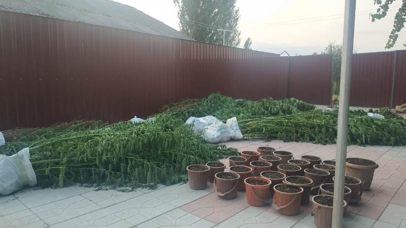Şəki sakinin evindən rekord miqdarda narkotik tapıldı - FOTO