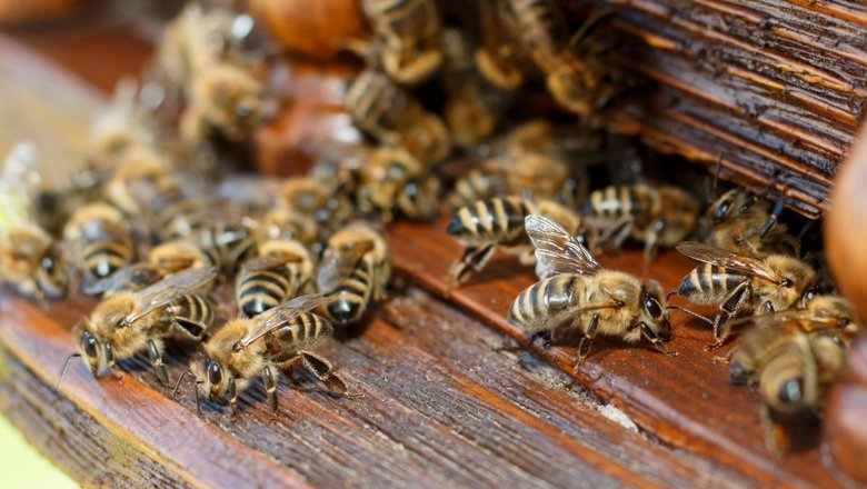 4 ayda 500 milyon arı ölüb - MÜƏMMA