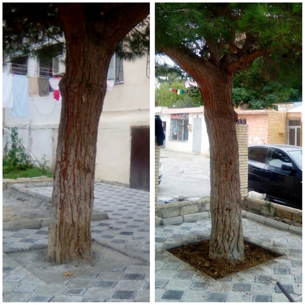 Ağacın dibini betonlayan şəxs cəzalanıb