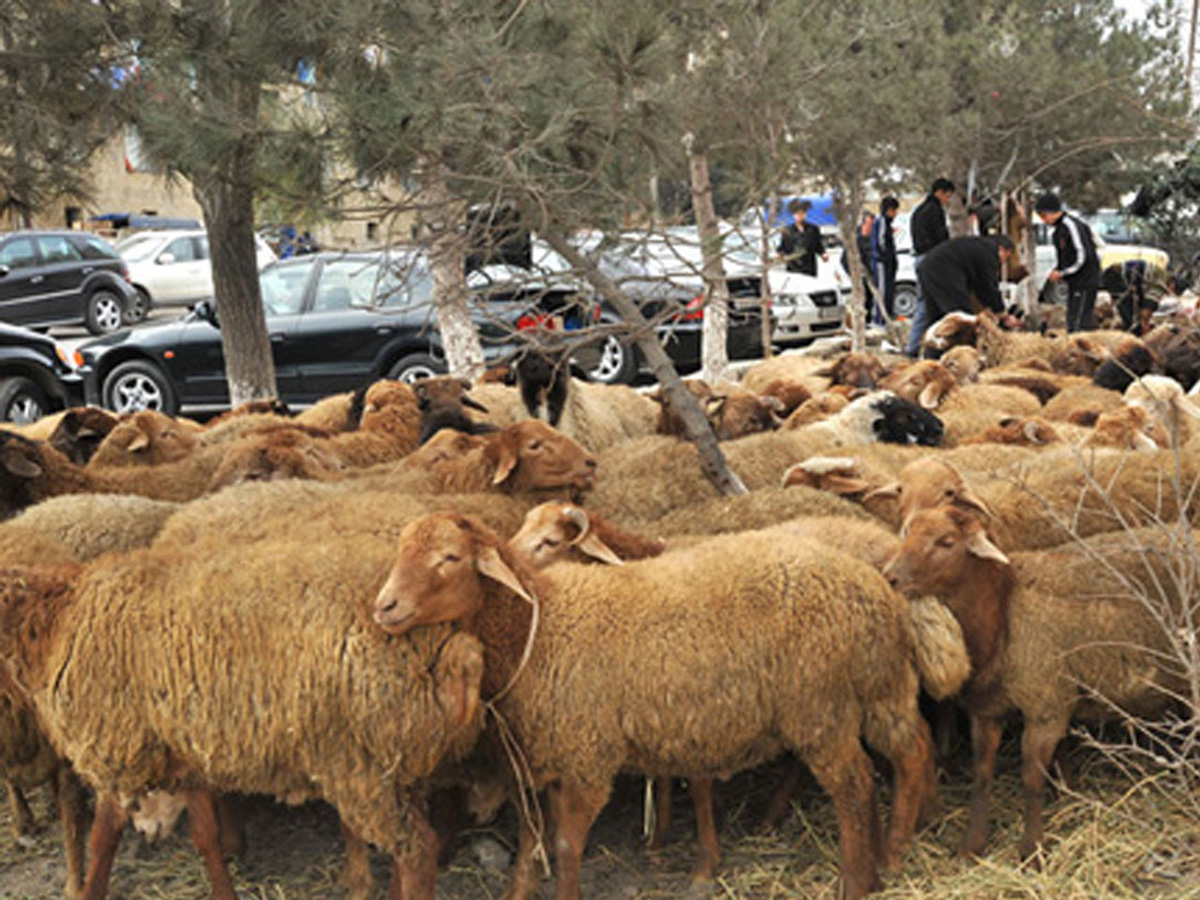 Qusarda heyvan oğruları ələ keçdi  