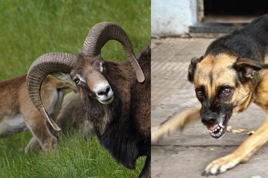 Yerevan zooparkında itlər kenquru və dağ keçilərini parçaladı