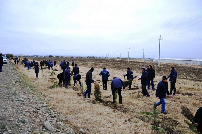 Goranboyda 10 min ağac əkildi - FOTO