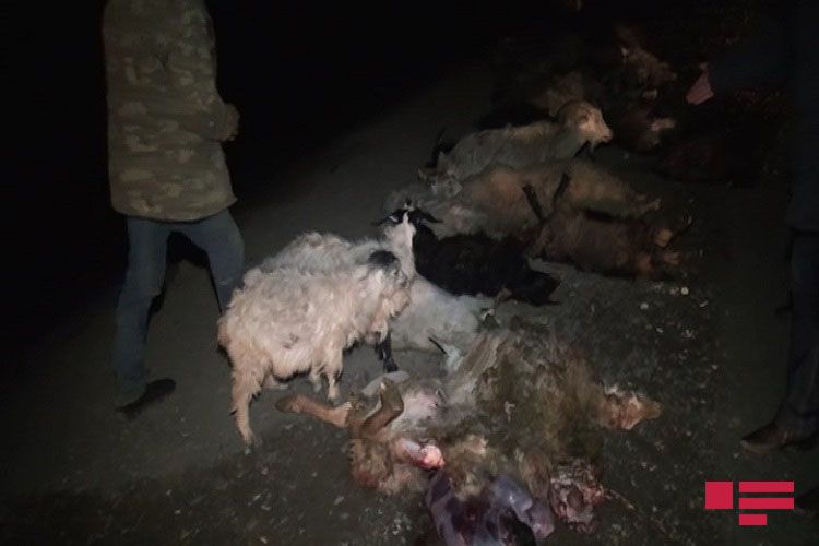 Goranboyda avtomobil qoyun sürüsünə çırpıldı - FOTO