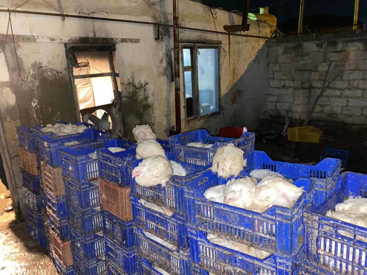 Bakıda quş əti istehsal edən sex BAĞLANDI