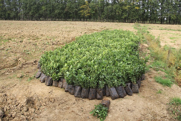 Masallıda yeni çay plantasiyaları salınıb