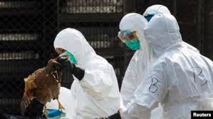 İki ölkədə yüksək patogenli 