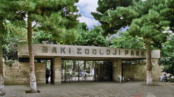 Bakı zooparkı yeni görkəmdə - macəra körpüsü, heyvanlar təbiətdə...