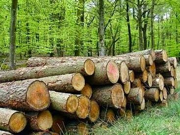 Qanunsuz yolla əldə edilmiş meşə materialı aşkar edilib