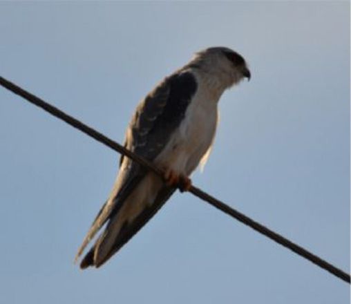 Azərbaycanda yeni quş növü tapıldı - FOTO