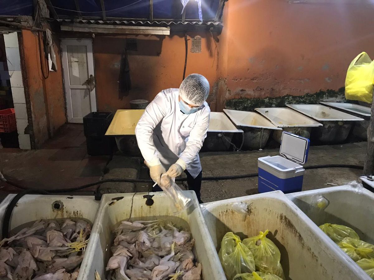 Bakıda qanunsuz quş əti emalı müəssisəsi aşkarlandı - FOTO
