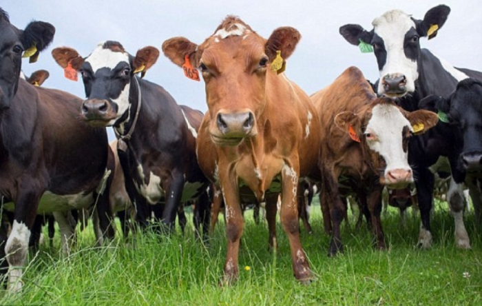 Azərbaycanda heyvanların identifikasiyası və qeydiyyatı sistemi yaradılır