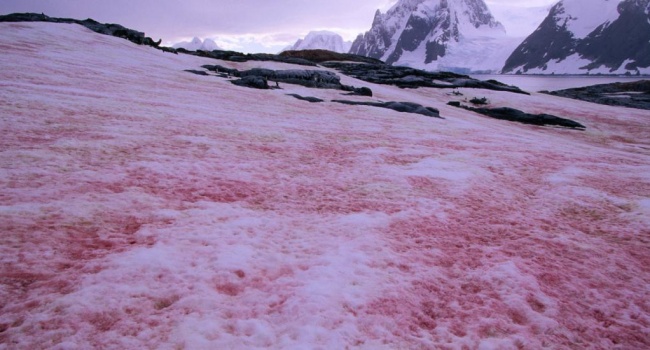 Antarktidada qırmızı qar yağdı