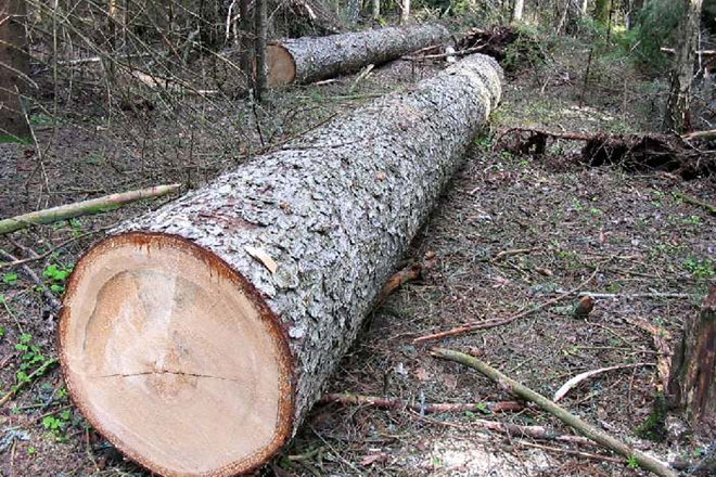Nizami rayonunda ağacları kim kəsdirir: Nazirlik araşdırır