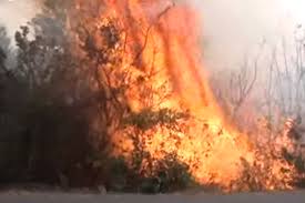 Oğuzda meşə yanğını söndürüldü