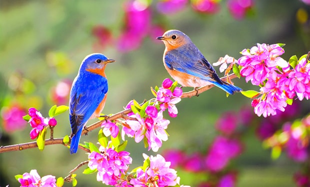 Bu Bahar qələbə gətirsin BİZƏ