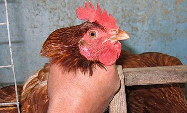 Bakıda toyuq oğurlayan qardaşlar tutuldu