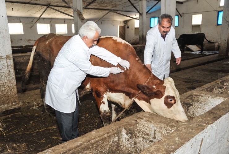 Sahə baytarlıq məntəqələri ləğv ediləcək