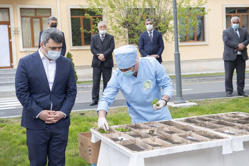 Azərbaycanda baramaçılara ipəkqurdu toxumu paylanılır