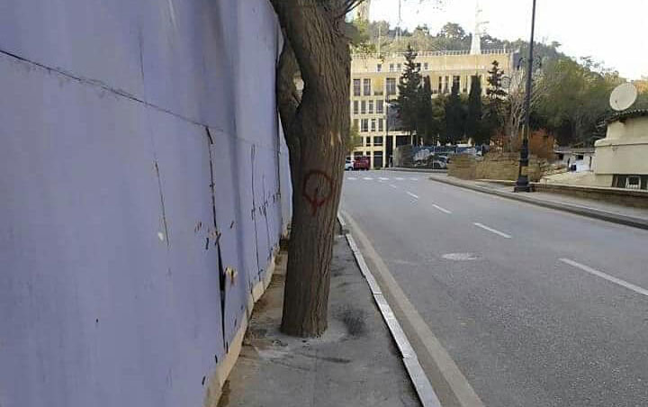 Ağacların dibini betonlayan şirkət cəzalandırıldı - Fotolar