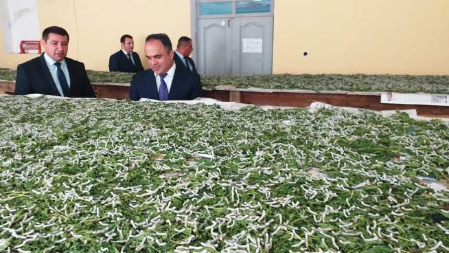 Goranboyda baramçılıq inkişaf etdirilir - FOTO