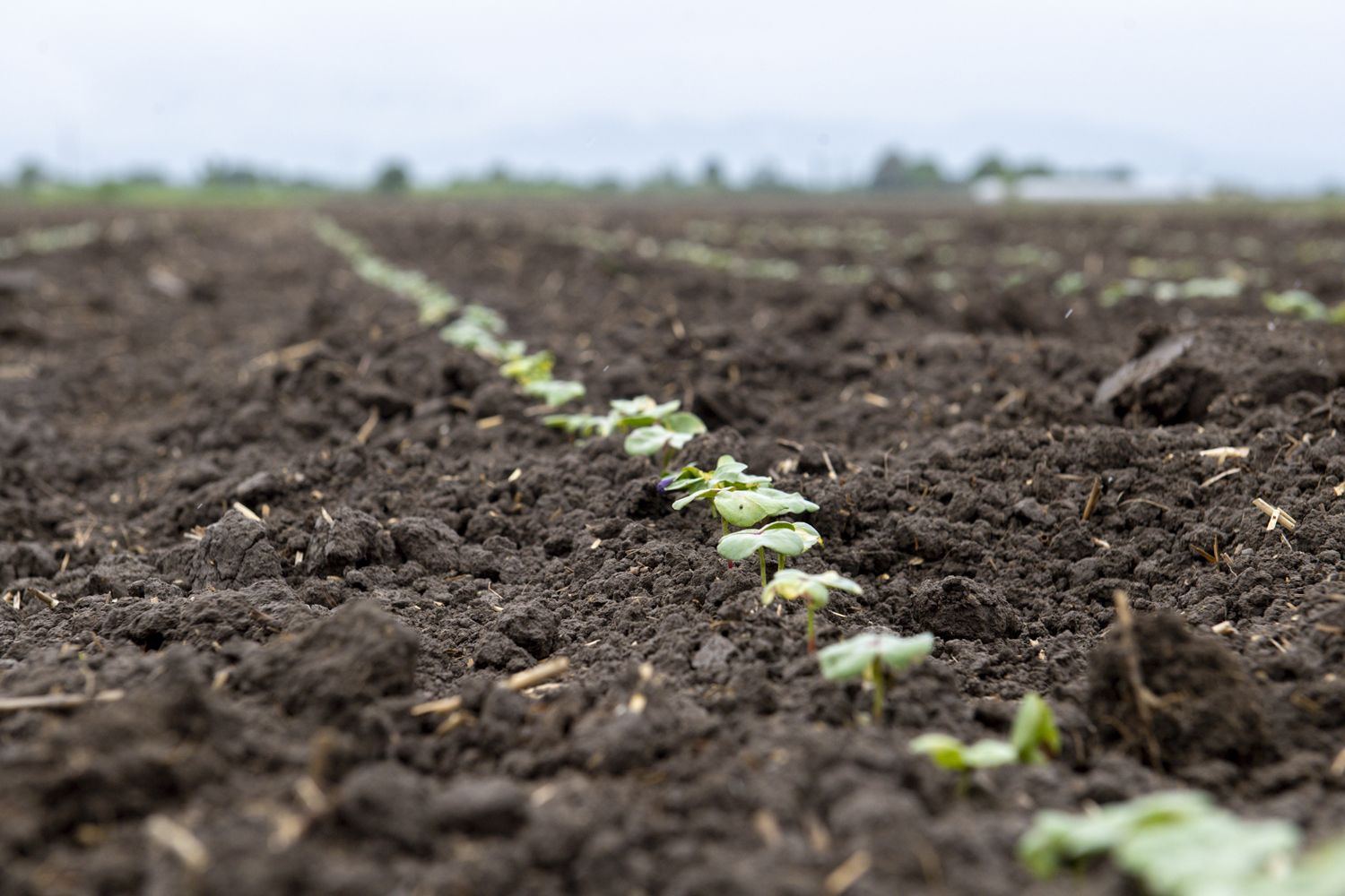 Çiyid səpini yekunlaşır - FOTO