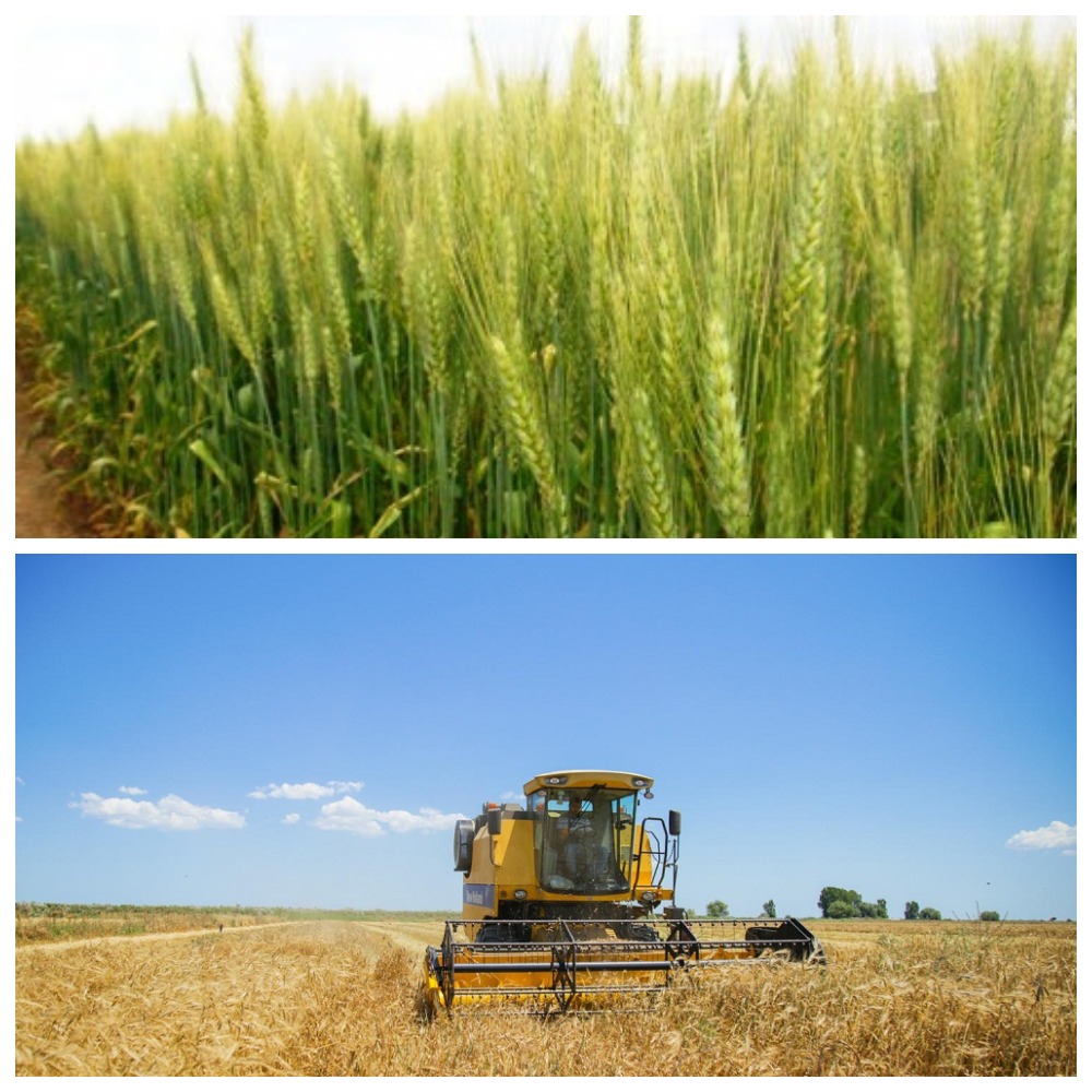 Goranboy fermerləri biçinə hazırlaşır