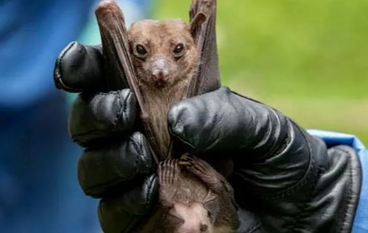 Alimlər yarasalarda 1500 yeni koronavirus növü aşkarladı - FOTO