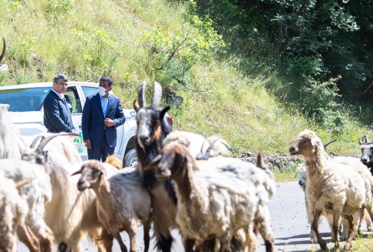 Azərbaycanda sürülərin yaylağa köçü başlayıb - FOTO