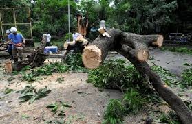Ağac kəsimi ilə bağlı şikayət yerində araşdırılıb