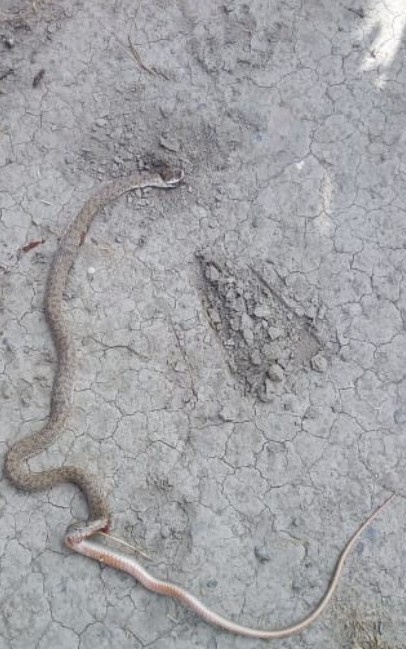 Göyçayda iri ilan yaşayış evinə hücum etdi