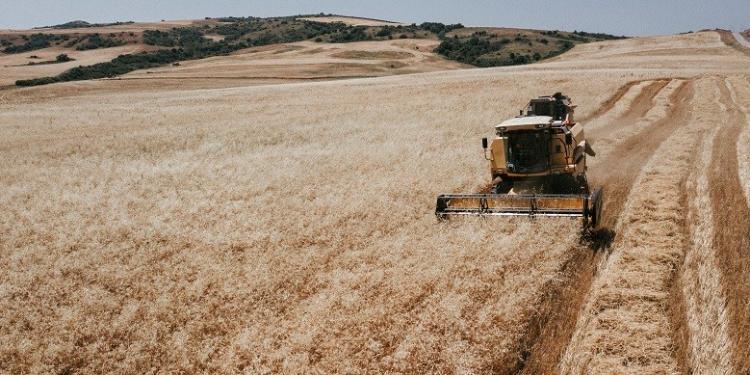 Goranboyda taxıl biçinində yüksək məhsuldarlıq əldə olunur