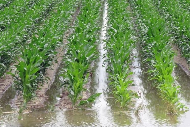 Azərbaycanda kənd təsərrüfatı istehsalçıları suvarmanı qrafiklə aparacaq