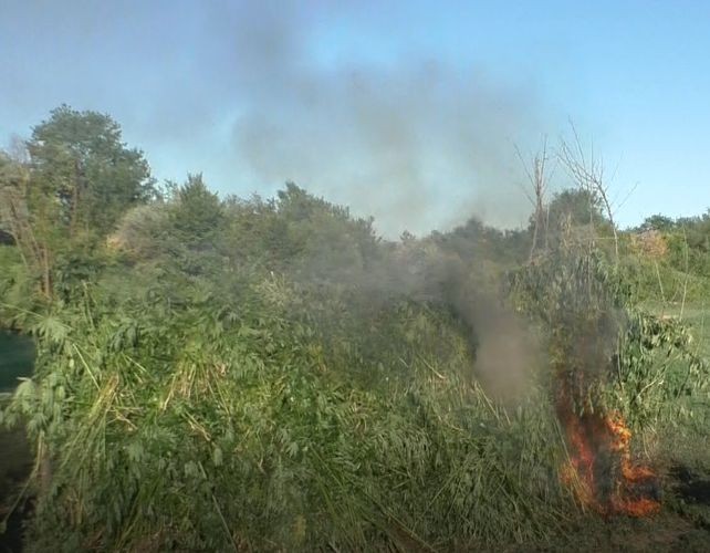 3 ton çətənə yandırıldı - Foto