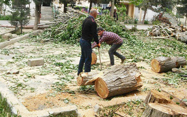 Ağackəsənlərə prokurorluqda cinayət işi açıldı