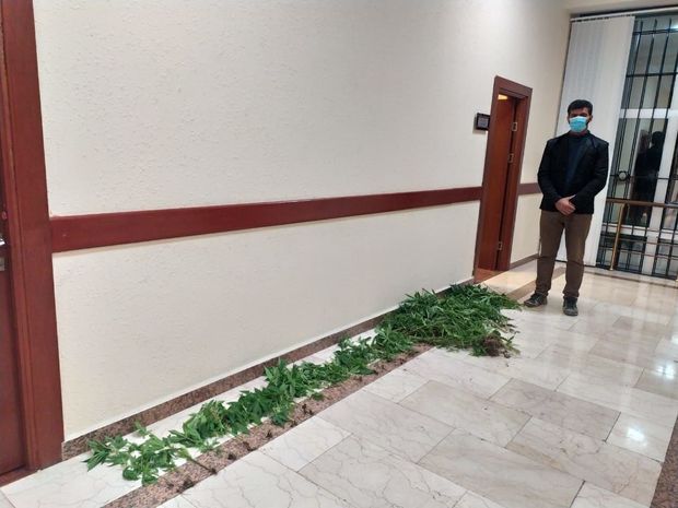 Qubada narkotik becərən şəxs tutuldu - FOTO