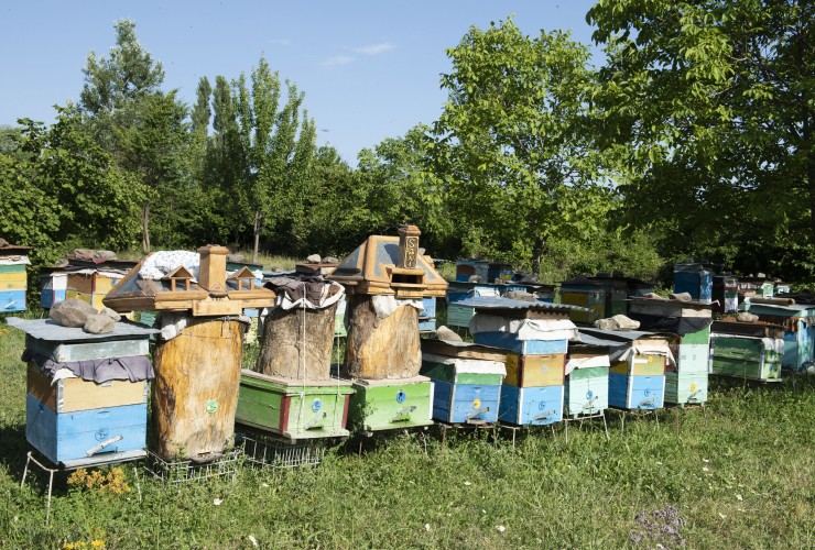 Arıçılara 5 milyon manatdan artıq subsidiya veriləcək - FOTO
