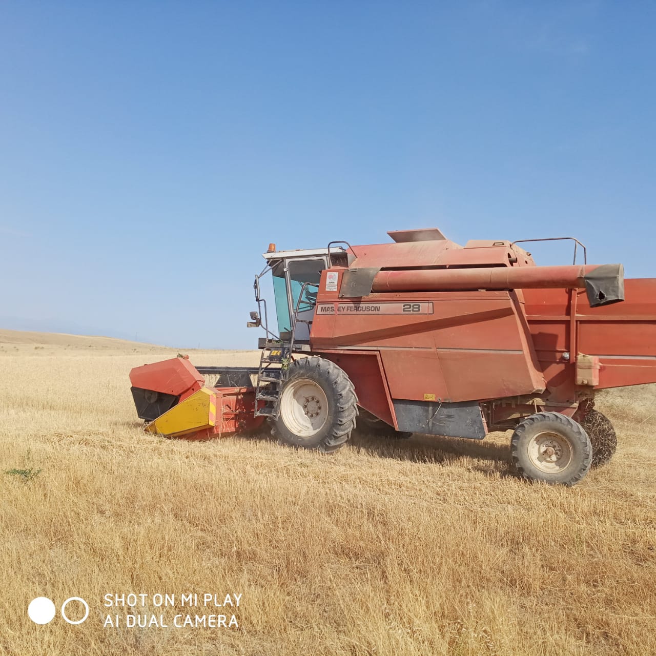Füzuli rayonunda taxıl biçini aparılır  