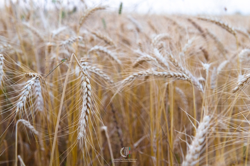 Taxıl sahələrinin 16,7 faizində biçin başa çatıb  