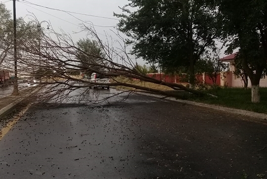 Goranboyda güclü külək ağacı maşının üstünə aşırdı