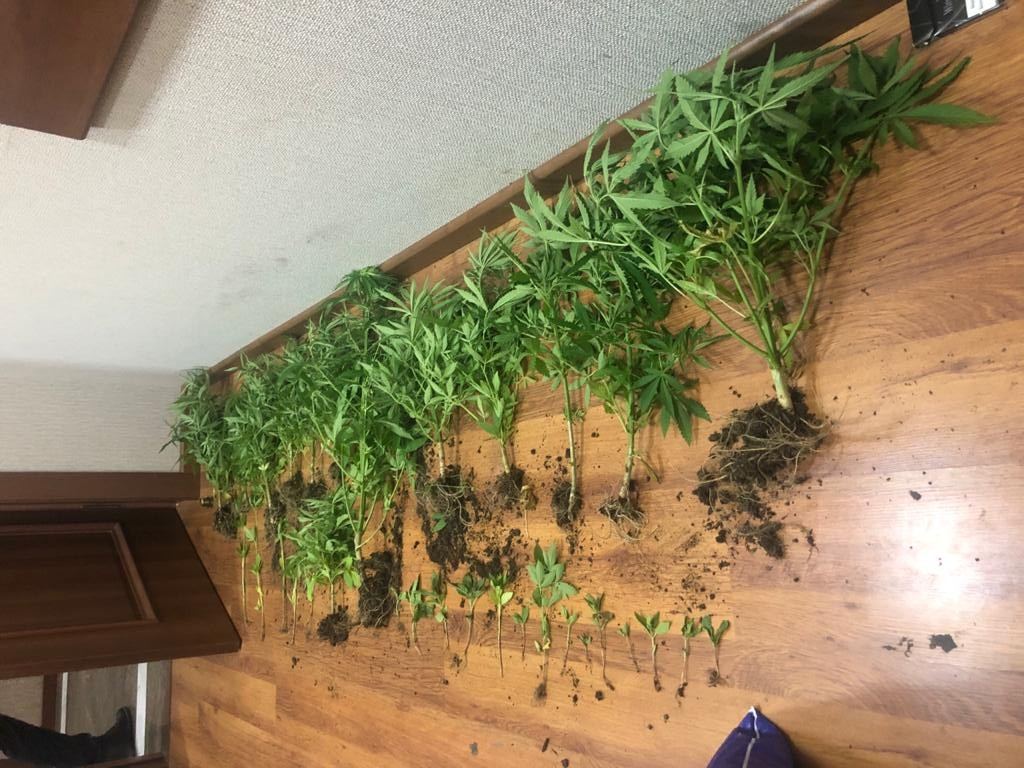 Həyətində narkotik becərən şəxs saxlanıldı - FOTO