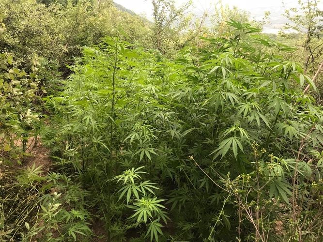 Qusarda meşədə narkotik əkən şəxs saxlanıldı - FOTO