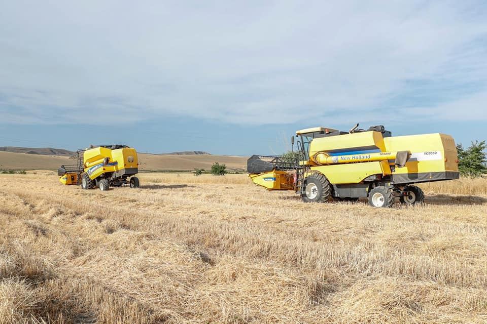 Azərbaycanda taxıl sahələrinin 31 faizində biçin başa çatıb - FOTO