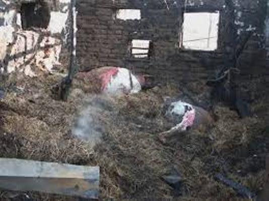 İmişlidə ferma yandı: 60 baş mal-qara tələf oldu