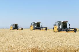 Göranboyda taxıl sahələrində orta məhsuldarlıq 32,9 sentner təşkil edir  